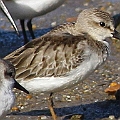 Red-neked Stint with orange legs<br />Canon EOS 7D + EF400 F5.6L